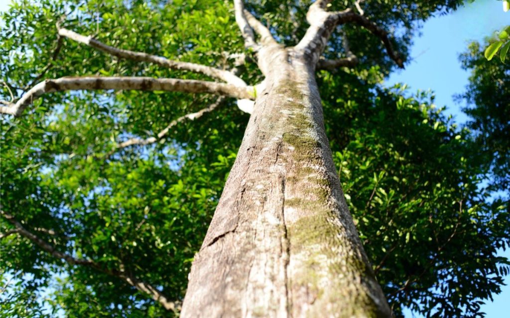 Cây dó bầu