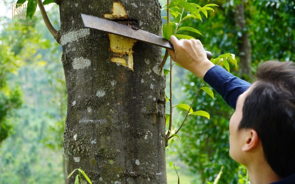 Cây dó bầu là một loại cây thân gỗ lớn có khả năng đặc biệt tiết ra nhựa thơm để tạo thành trầm hương và kỳ nam