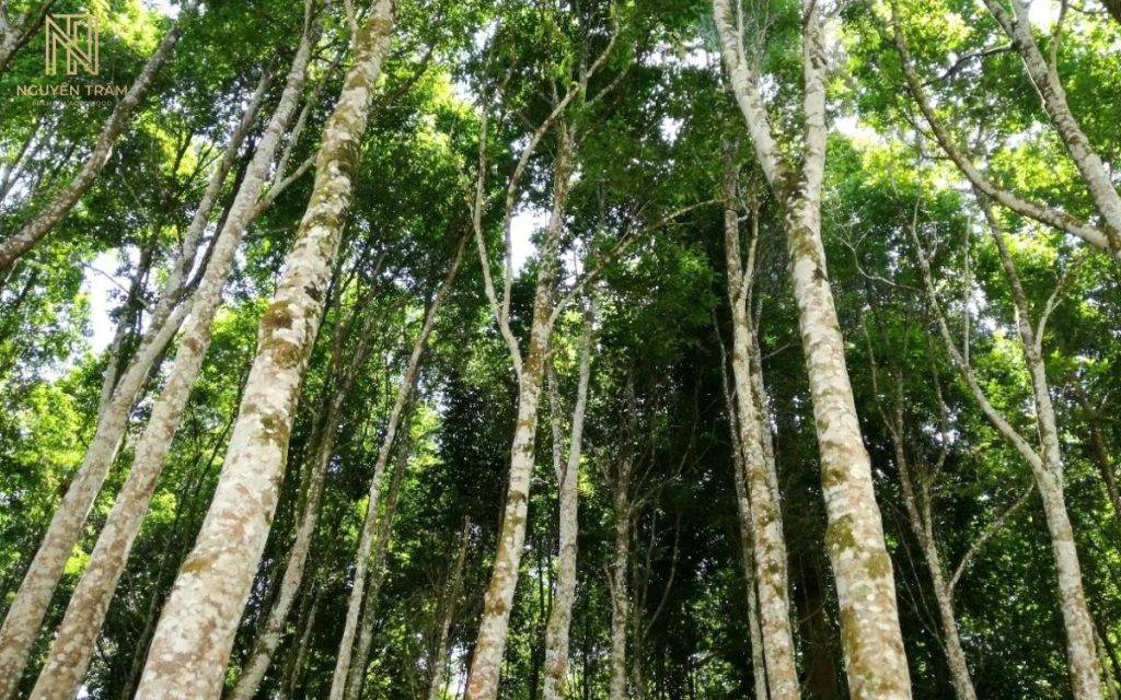 Cây dó bầu 