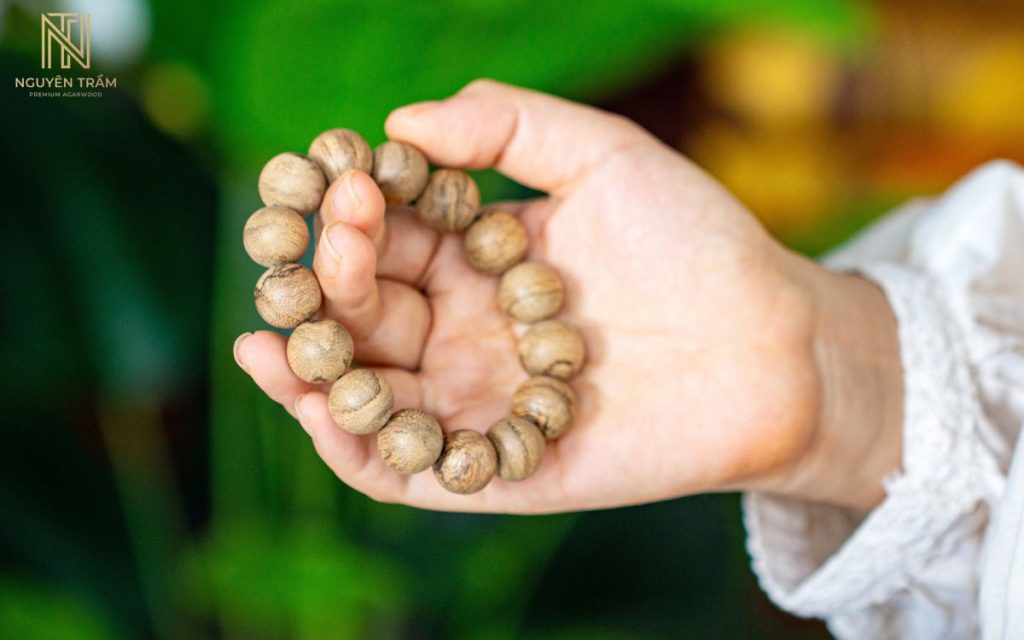 Không phải cây dó bầu nào cũng có thể tạo ra trầm hương