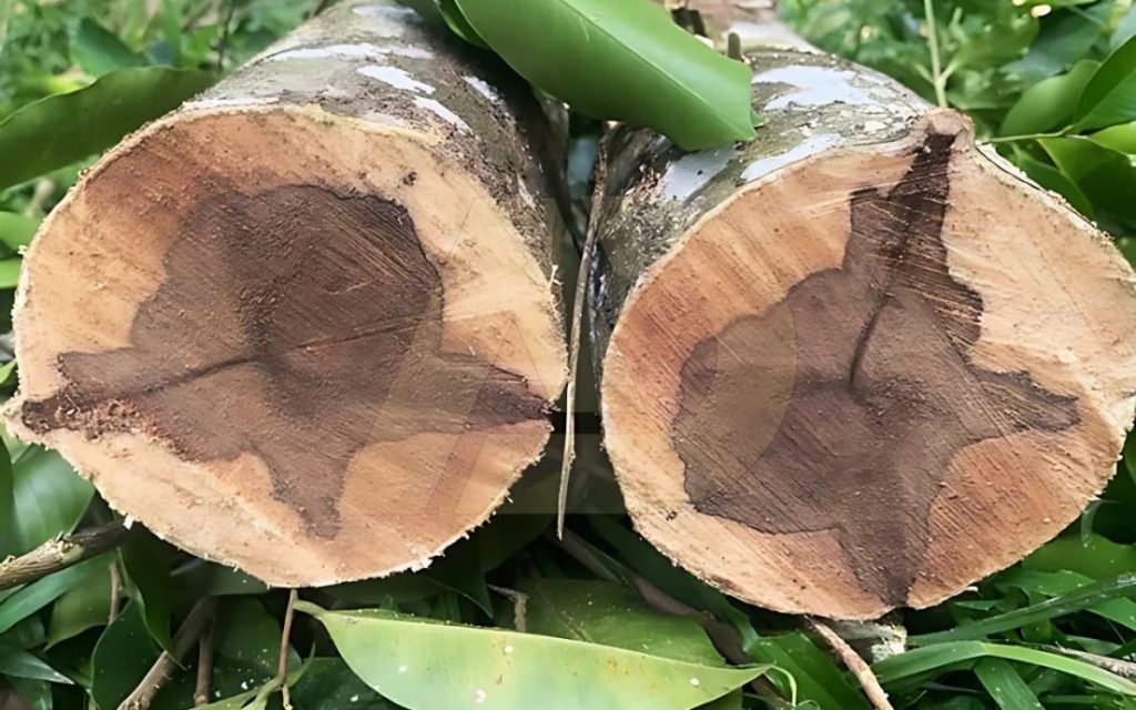 Trầm hương được tạo ra từ phản ứng tự vệ của cây Dó Bầu khi thân cây bị tổn thương