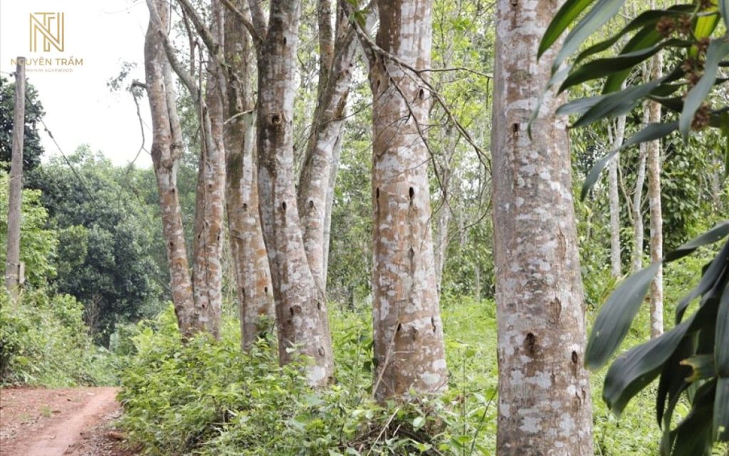 Trầm hương hình thành từ cây Dó bầu