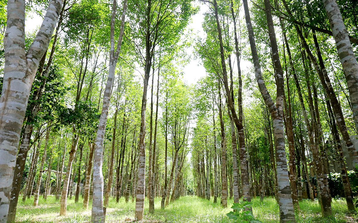 Trầm hương được tạo thành từ sự tổn thương của cây Dó Bầu tích tụ qua nhiều năm do nhiều tác động nội và ngoại cảnh