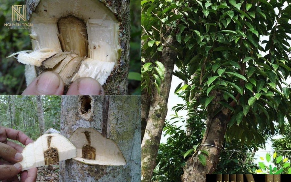 Trầm hương được tạo ra từ phản ứng tự vệ của cây Dó Bầu khi thân cây bị tổn thương