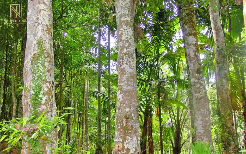 Cây Dó Bầu