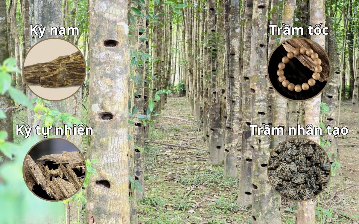 Trầm hương được phân loại thành nhiều nhóm khác nhau mang nhiều giá trị khác nhau