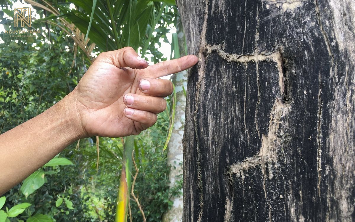 Xử dụng một số chủng nấm để thúc đẩy hình thành trầm trong Aquilaria sinensis trong thời gian tương đối ngắn