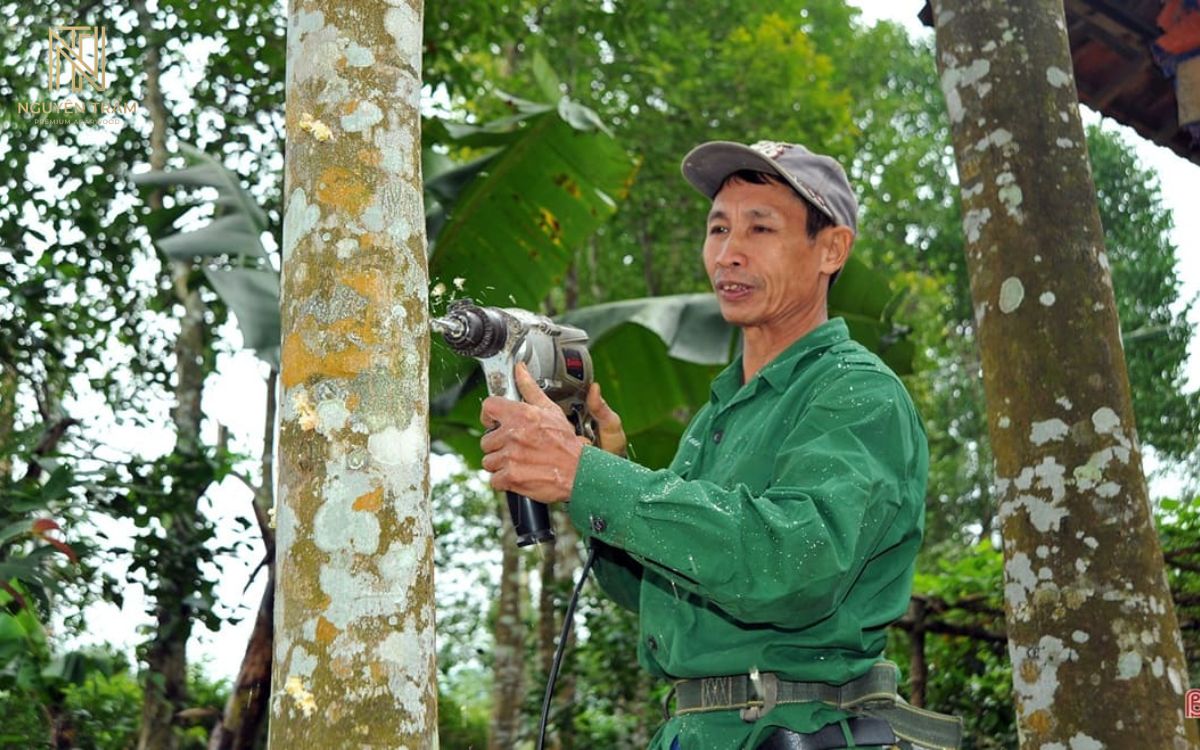 Trầm hương nhân tạo là phần gỗ chứa nhựa thơm được tạo ra trên cây Dó bầu thông qua các phương pháp tác động có chủ đích của con người, thay vì chờ quá trình hình thành trầm hoàn toàn tự nhiên (Ảnh sưu tầm)