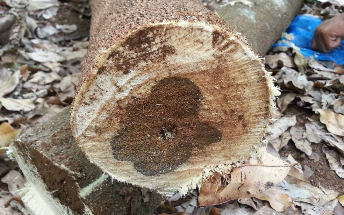 Trầm hương tự nhiên có 2 loại là "tự nhiên” và “nuôi cấy”