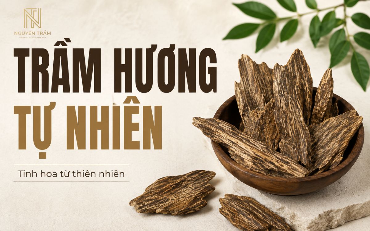 Trầm hương tự nhiên là phần gỗ chứa lượng nhựa thơm được hình thành trong thân cây thuộc chi Aquilaria