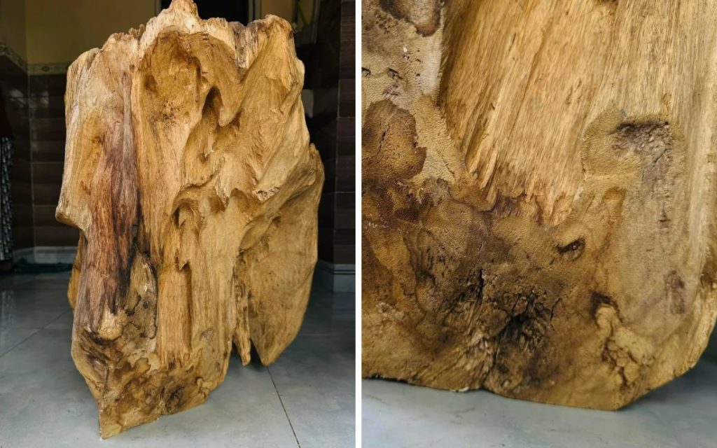 Trầm tốc rầm được hình thành như một phản ứng phòng vệ của cây trước những tác động gây stress