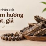 Cách phân biệt trầm hương thật giả